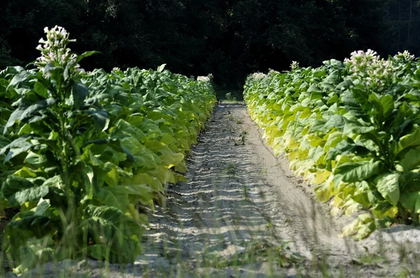 農業の土地のタバコの農場の分割 ロイヤリティフリーのストック画像