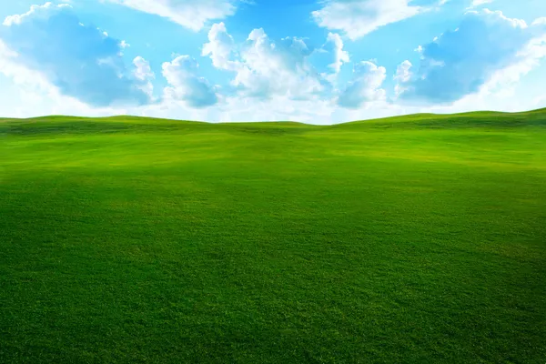 Grasachtig veld — Stockfoto