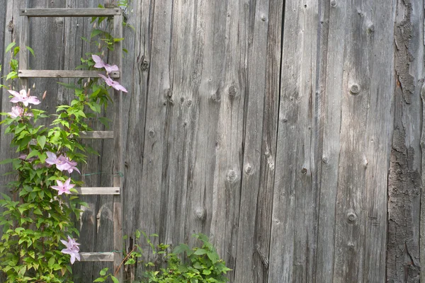 Flores cor de rosa em uma parede de madeira — Fotografia de Stock