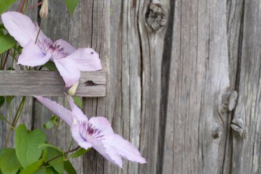 Pink flowers on a wooden wall clipart