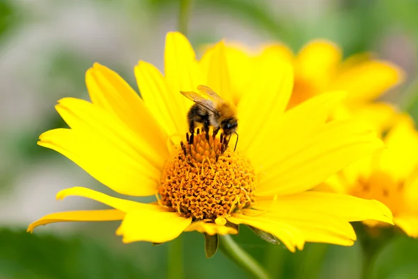 Stock image Bee on yellow flower