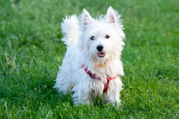 Cão branco em um fundo de grama — Fotografia de Stock
