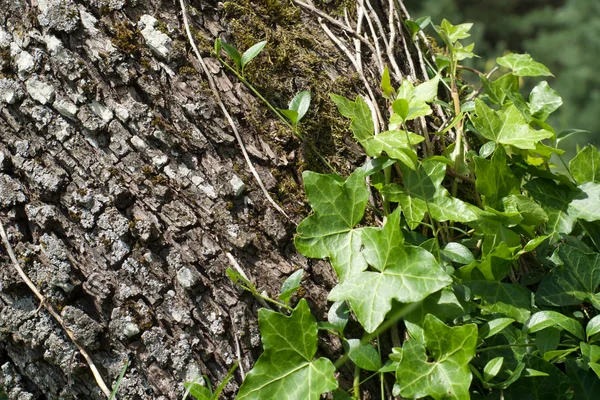 Ivy ile ağaç kabuğu — Stok fotoğraf