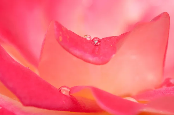 Vatten droppar på en Rosa Ros blomma — Stockfoto