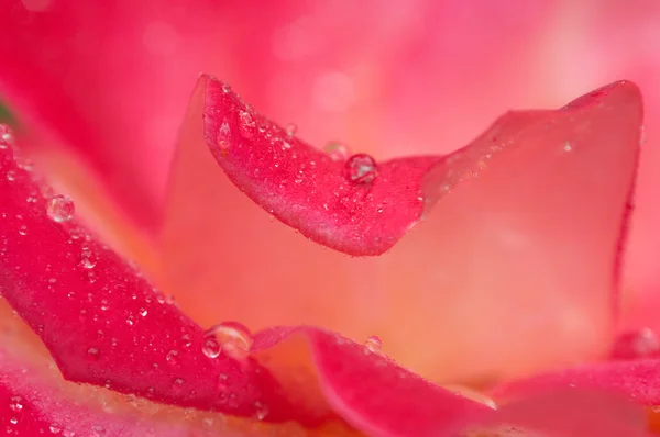 Капли воды на розовый цветок — стоковое фото