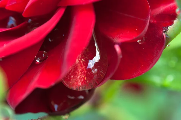 Вода падає на квітку троянди — стокове фото