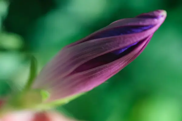 Fiore di papavero viola — Foto Stock