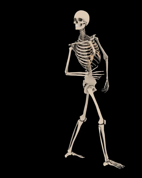 Медицинские кости — стоковое фото