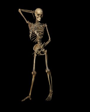 Posing bones of skeleton clipart