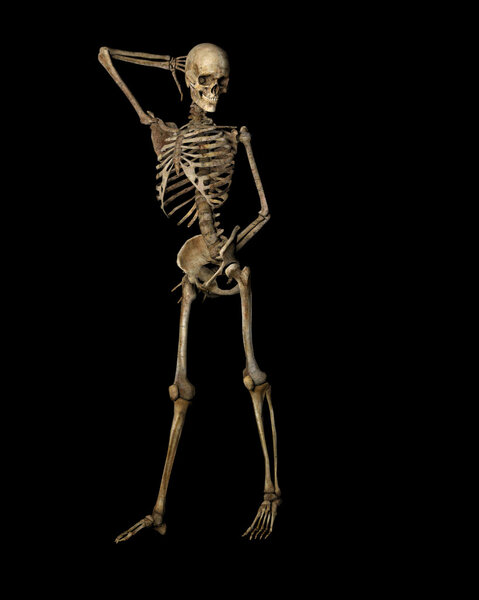 Posing bones of skeleton