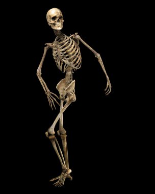 Skeleton poised clipart