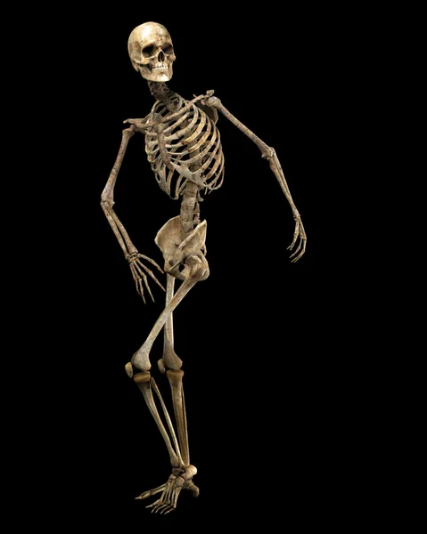 Скелет уравновешен — стоковое фото