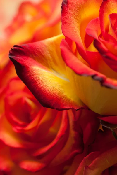 Rosas rojo-amarillas macro —  Fotos de Stock