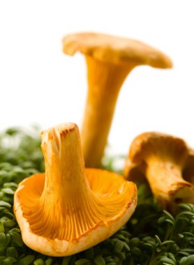 Chanterelles