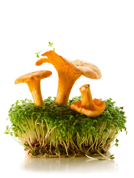 stock image Chanterelles and cress