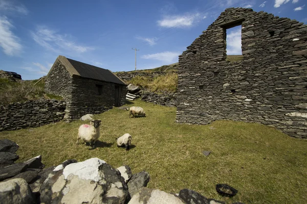 Tipico cottage Old Sheep con pascolo situato all'interno Dingle Pen — Foto Stock
