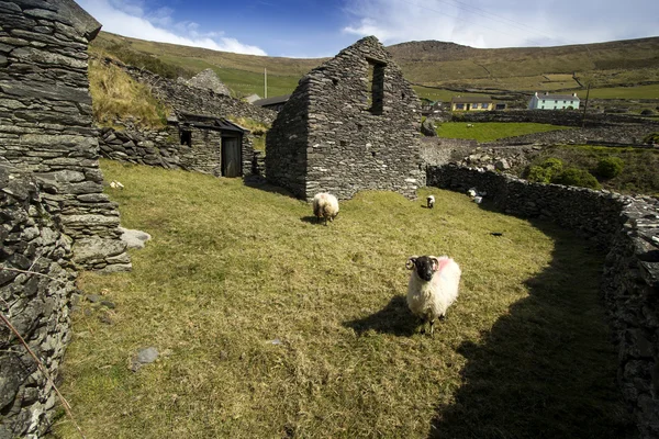 Antiguo pasto de ovejas situado dentro de la península de Dingle ruta costera — Foto de Stock