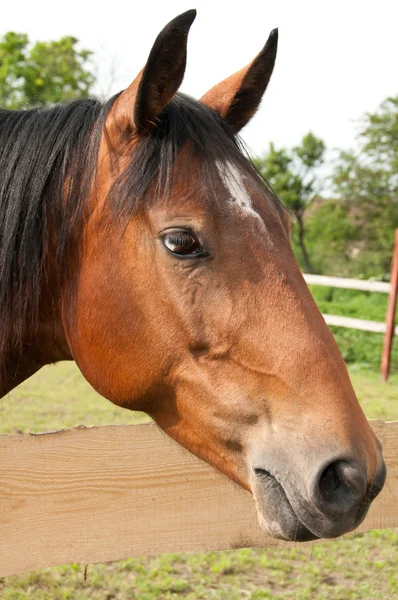 Μεγάλη πορτρέτο του όμορφη καθαρόαιμο άλογο — Φωτογραφία Αρχείου