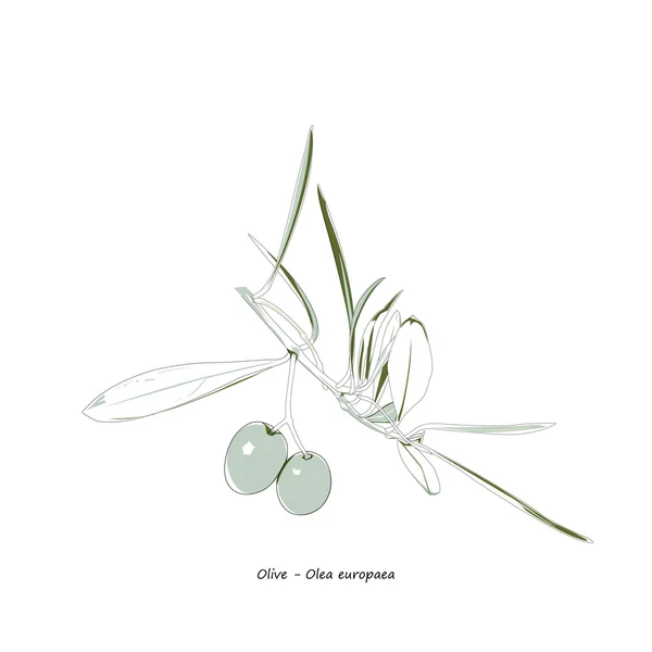 Оливковая ветвь с фруктами — стоковый вектор