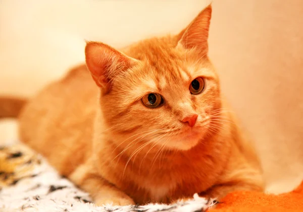 Gato laranja curioso com olhos amarelos — Fotografia de Stock