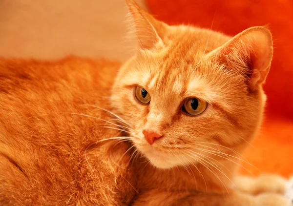 Gato laranja de olhos amarelos — Fotografia de Stock