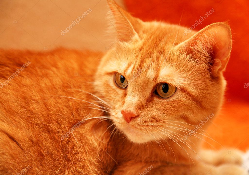 Sarı gözlü turuncu kedi Stok fotoğrafçılık ©LeniKovaleva Telifsiz