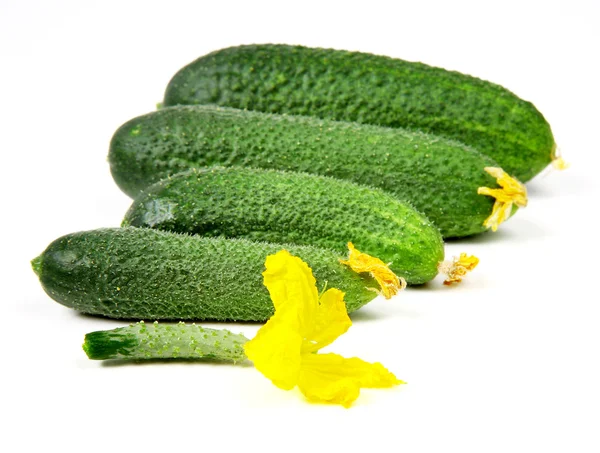 Versheid komkommers - van klein tot groot — Stockfoto