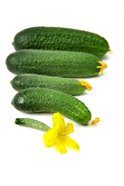 Net geplukt versheid komkommers geïsoleerd op witte achtergrond — Stockfoto