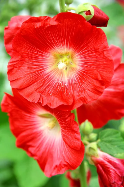 Blüten der roten Malve — Stockfoto