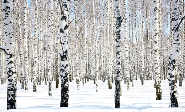 4 月白桦树林 — 图库照片