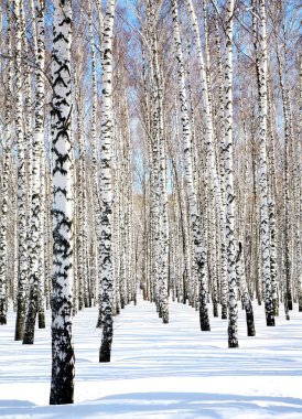 Blue sky in april birch grove clipart