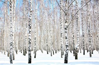 Beautiful april birch grove in sunlight clipart