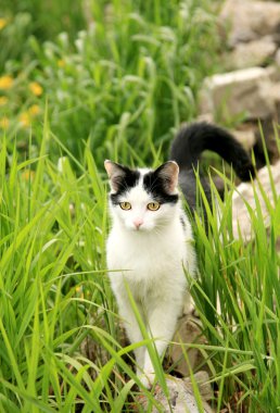 kedi içinde yeşil çimen