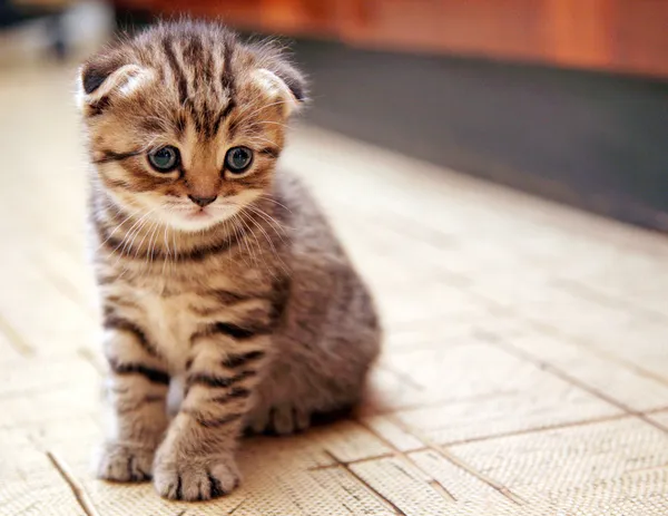 Divertido curioso escocés pliegue gatito — Foto de Stock