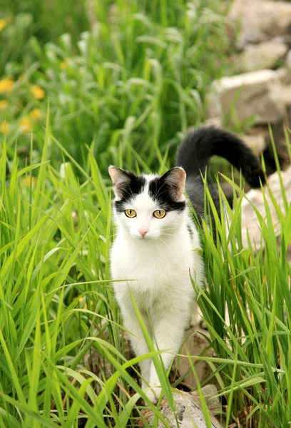Kat in groene gras — Stockfoto