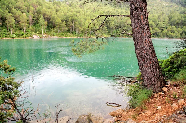 Pinheiro no fundo lago verde, Espanha — Fotografia de Stock