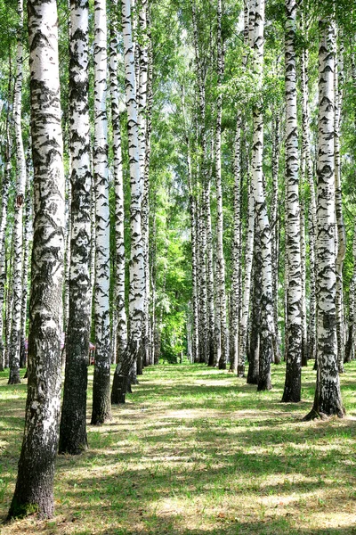 Alley in july birch grove — Stock Photo, Image
