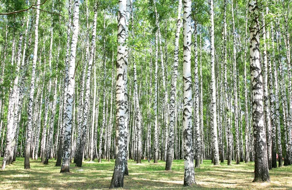 在 7 月中白桦树林 — 图库照片