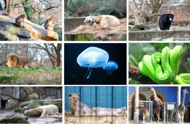 Different animals at the Berlin Zoo Germany clipart