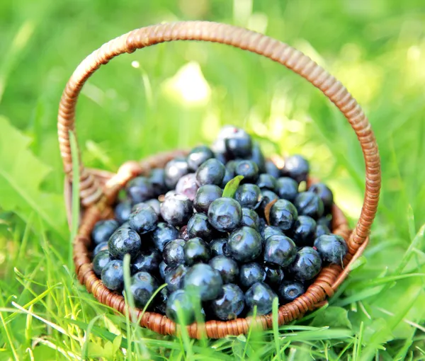 Bamboo wicker basket full of blueberries in the sunny forest — Stock Photo, Image