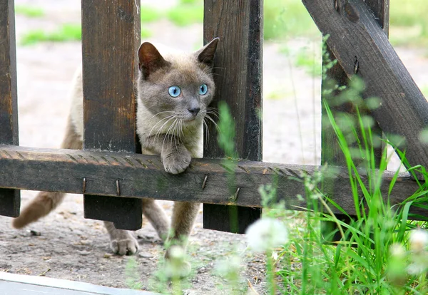 Curioso caça jovem gato siamês de olhos azuis — Fotografia de Stock
