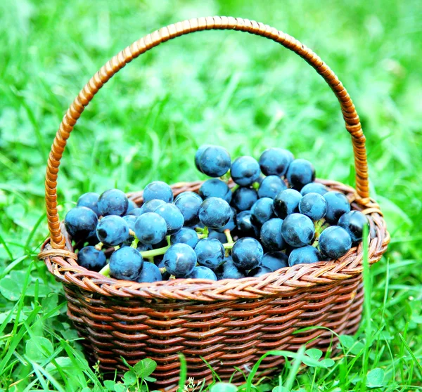 Grapes in basket — Stock Photo, Image