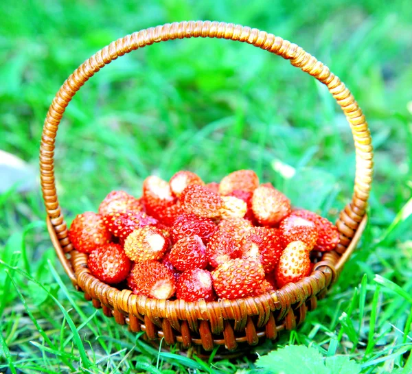 Wild forest strawberries in bamboo wicker basket — Stock Photo, Image