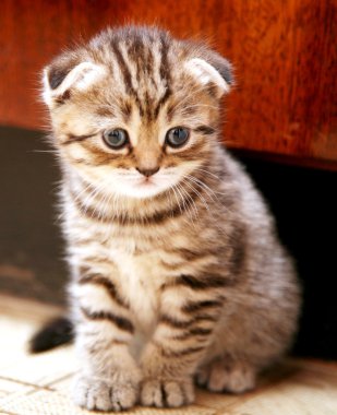 Cute curious striped scottish fold kitten clipart