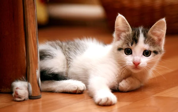 Ciekawa kociak — Zdjęcie stockowe