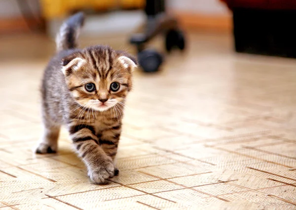 条纹的苏格兰折叠小猫玩 — 图库照片