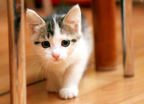 Nieuwsgierig grappige kitten jacht — Stockfoto