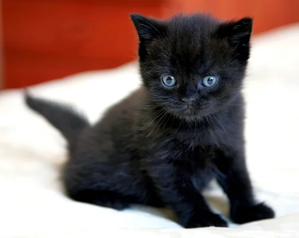 Mavi gözlü siyah İngiliz yavru kedi — Stok fotoğraf