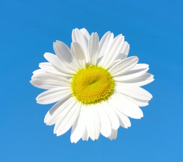 Mooie bloem daisy op blauwe hemelachtergrond — Stockfoto