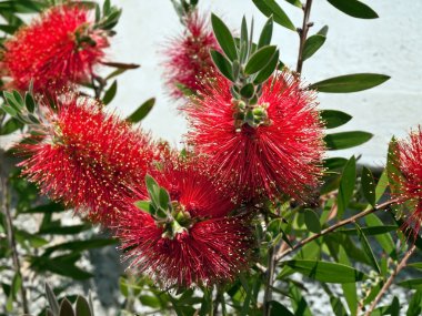 Callistemon clipart